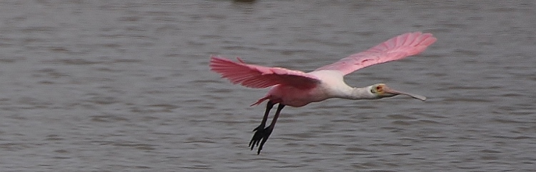 spoonbills